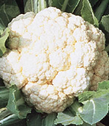 Early White Hybrid Cauliflower